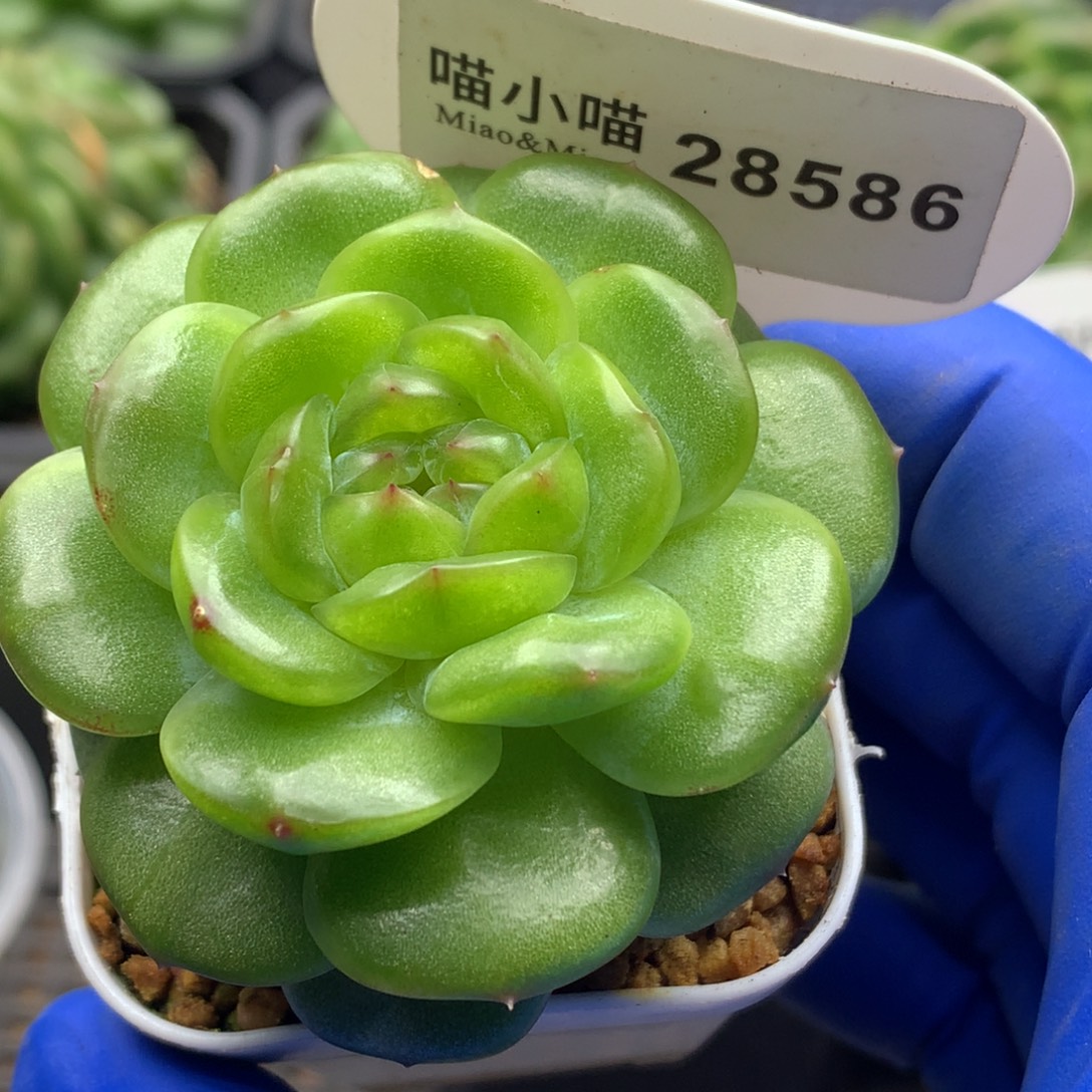 多肉植物杂交珍妮