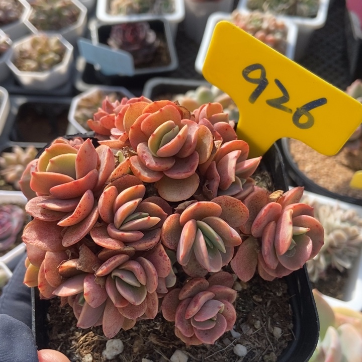 926秀妍多肉植物保护