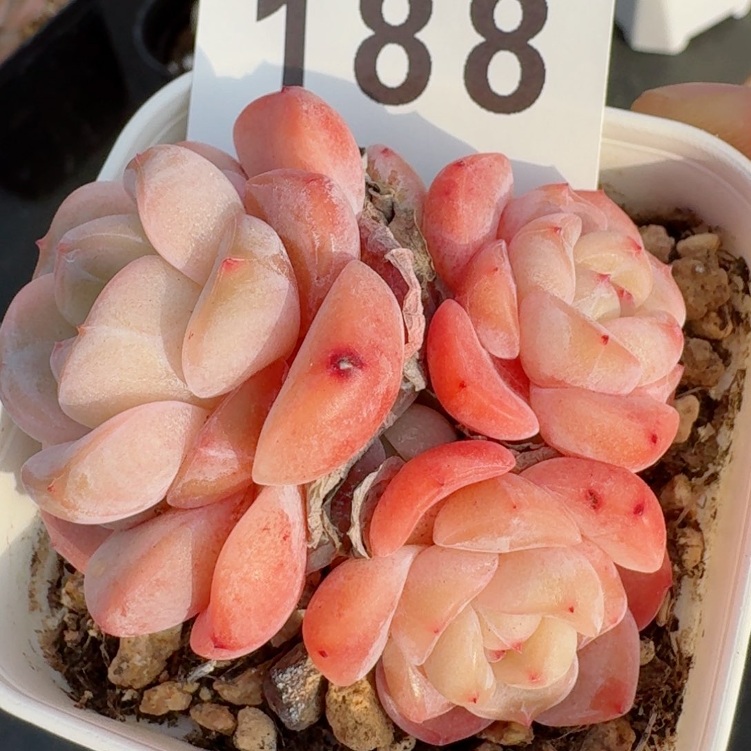 刚毅群生         精品多肉