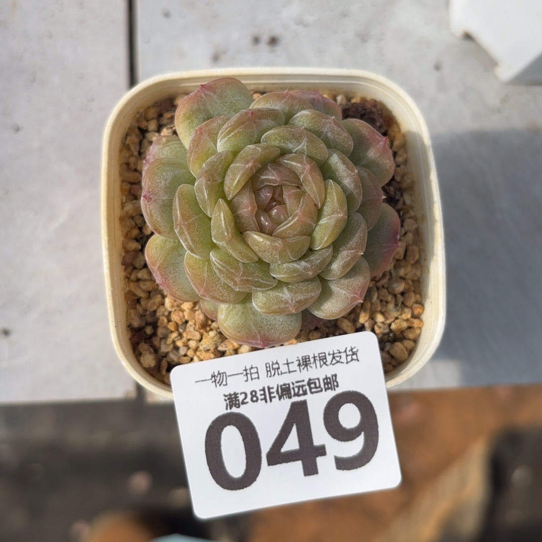 白恋单头无盆土发货