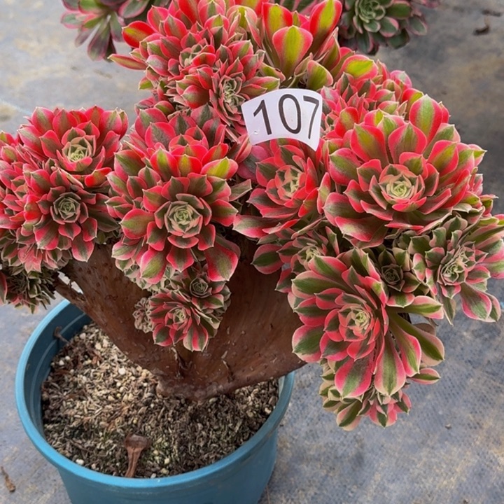 0000000000107女巫朵朵缀