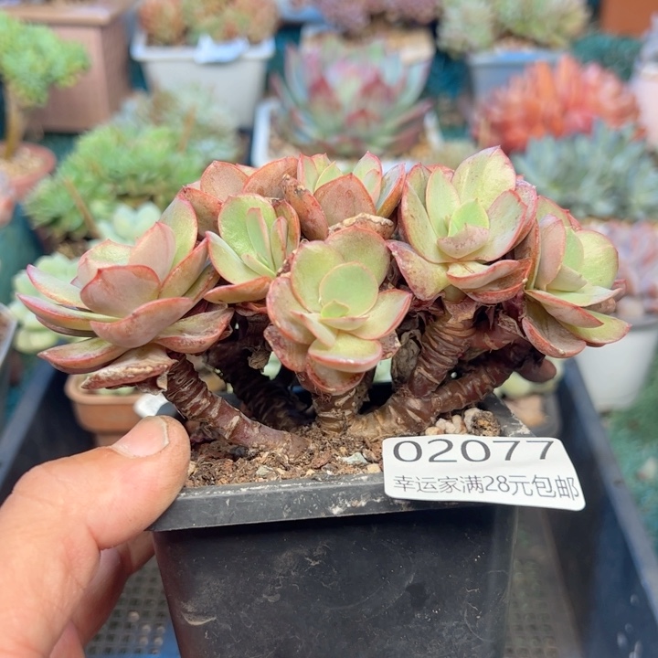 幸运的是我的朋友们都