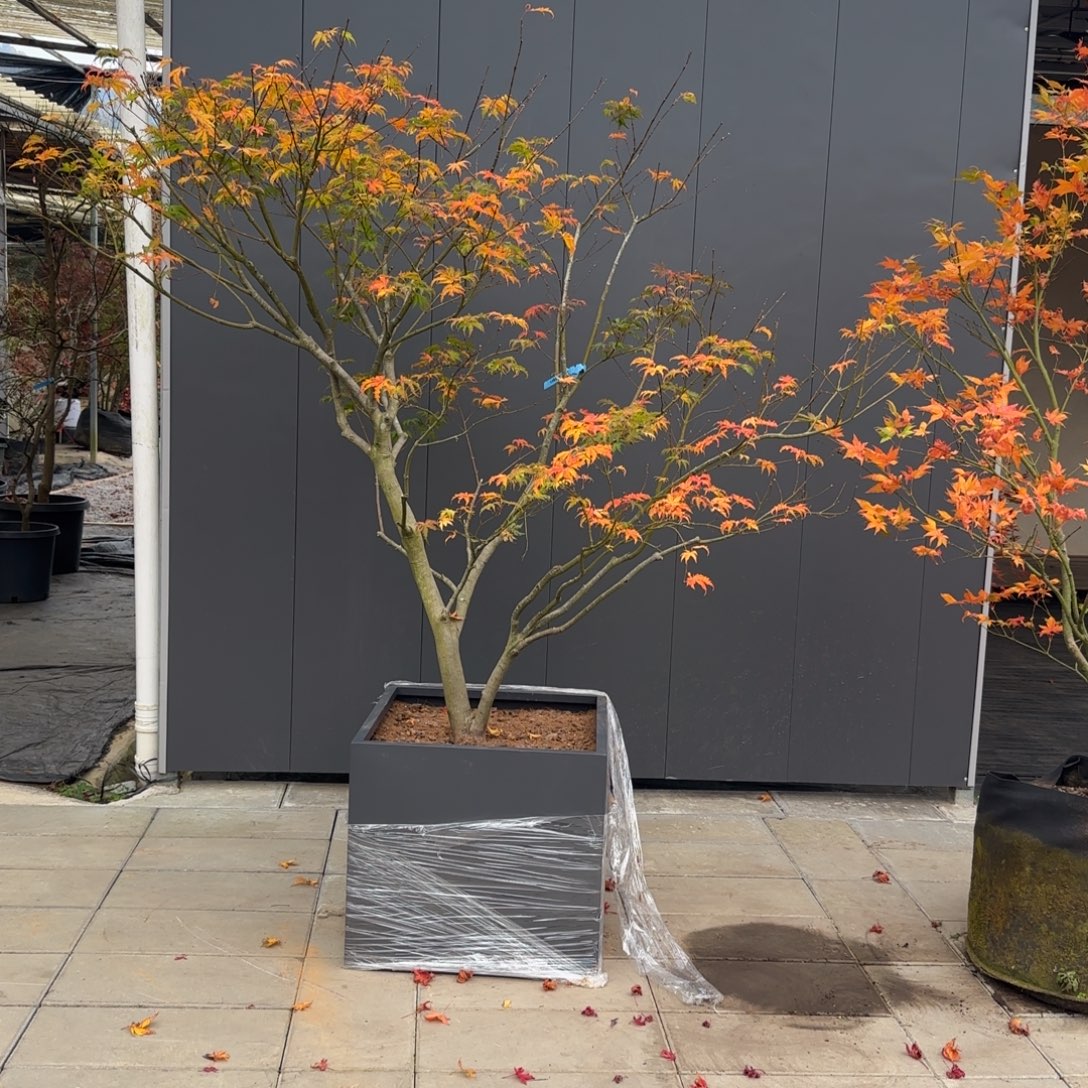 无花朵女精灵5400