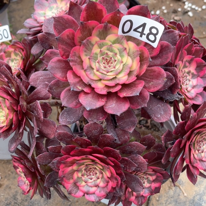 048多肉植物烟花