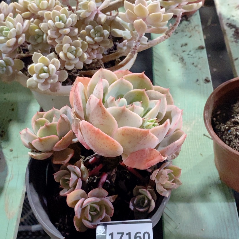 【闪购商品】莫***谊蓝色苍鹭17160