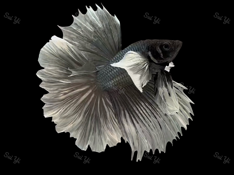 C1（1-24）随意泰国斗鱼小型热带观赏鱼（直播间选鱼）