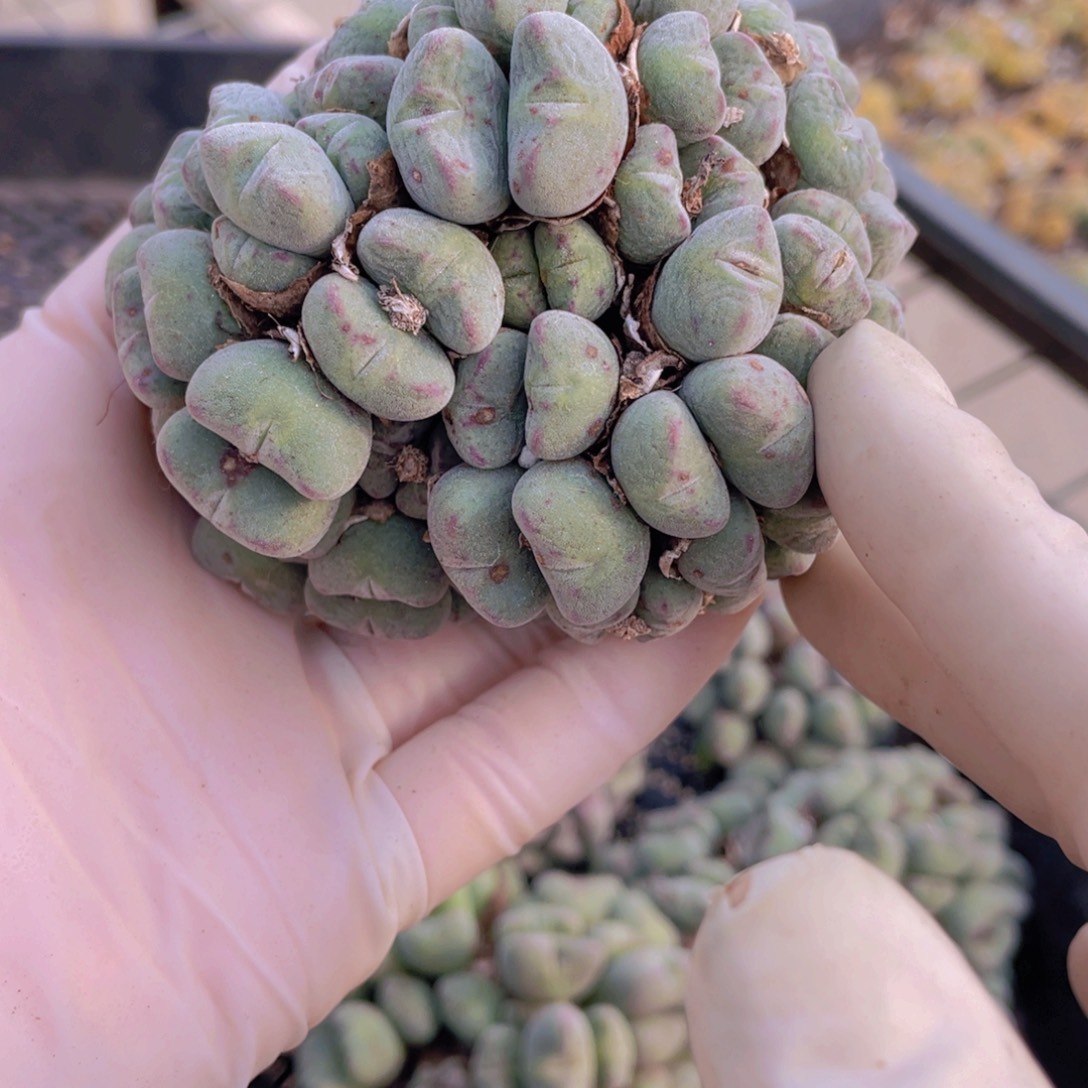 一颗口笛88888888888