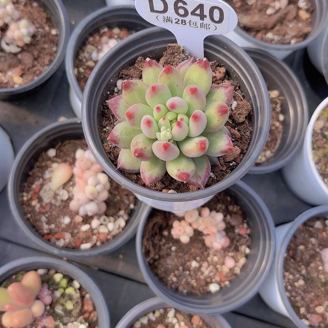 D640岩字一物一拍