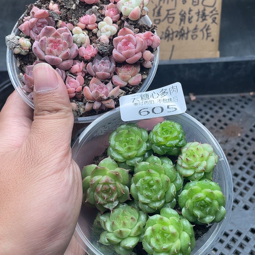 云糖心多肉植物605