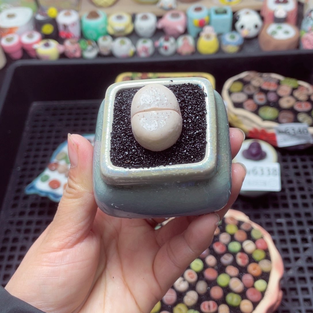 w6342 带盆土发货-零下地区拍保温箱