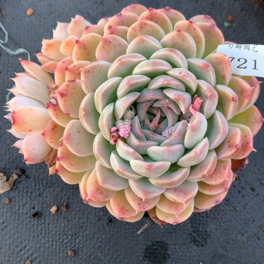 721杂交多肉14厘米