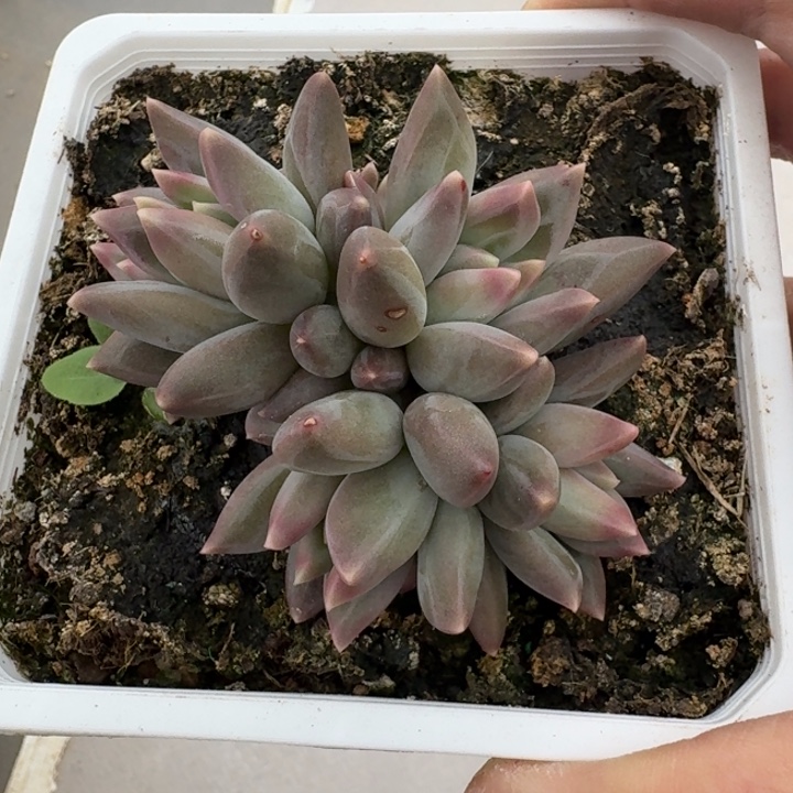 郁金香 群生  一物一拍