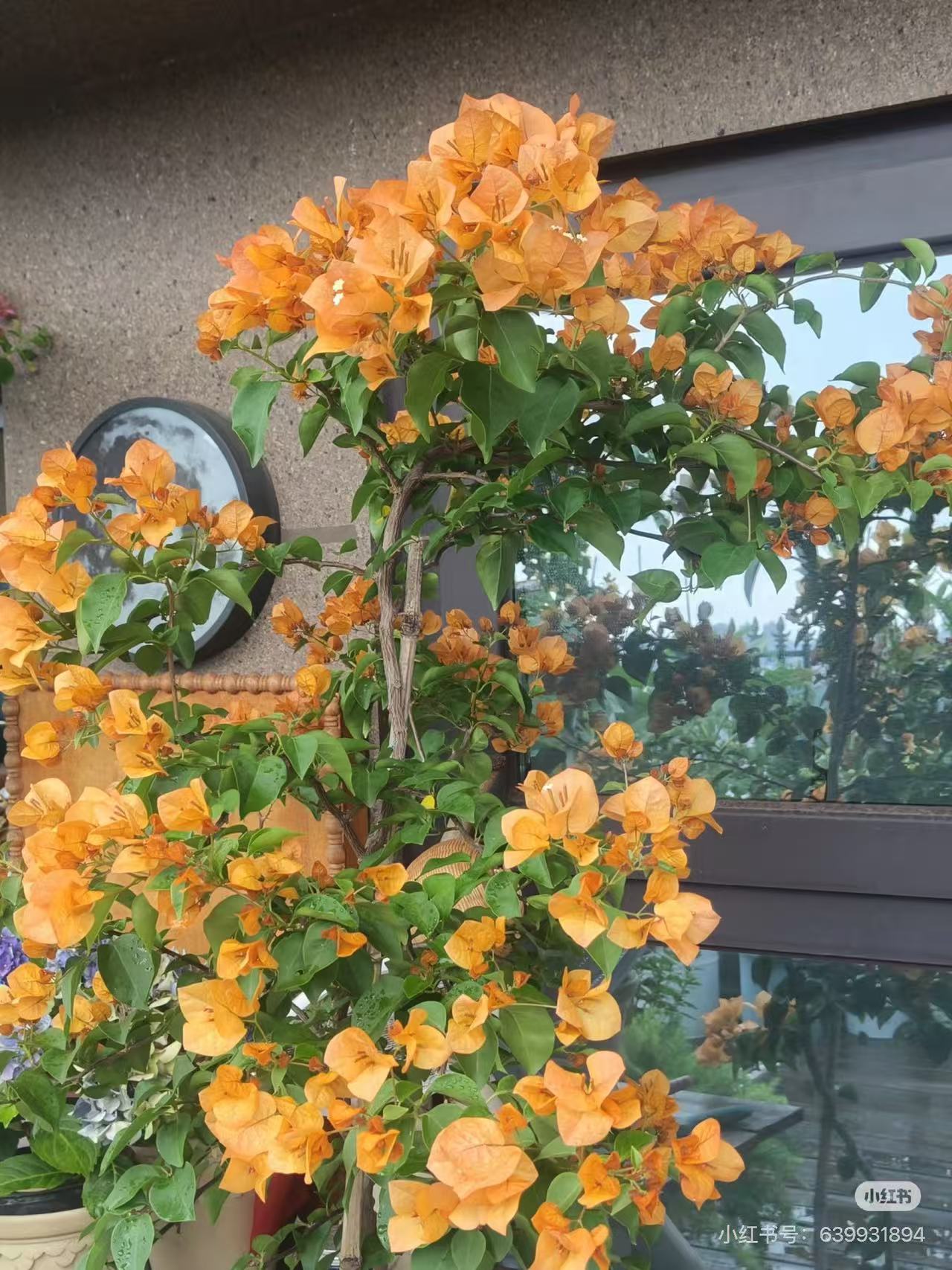 12【一物一拍】三角梅爬藤植物带花卉盆栽四季开花可种于庭院阳台
