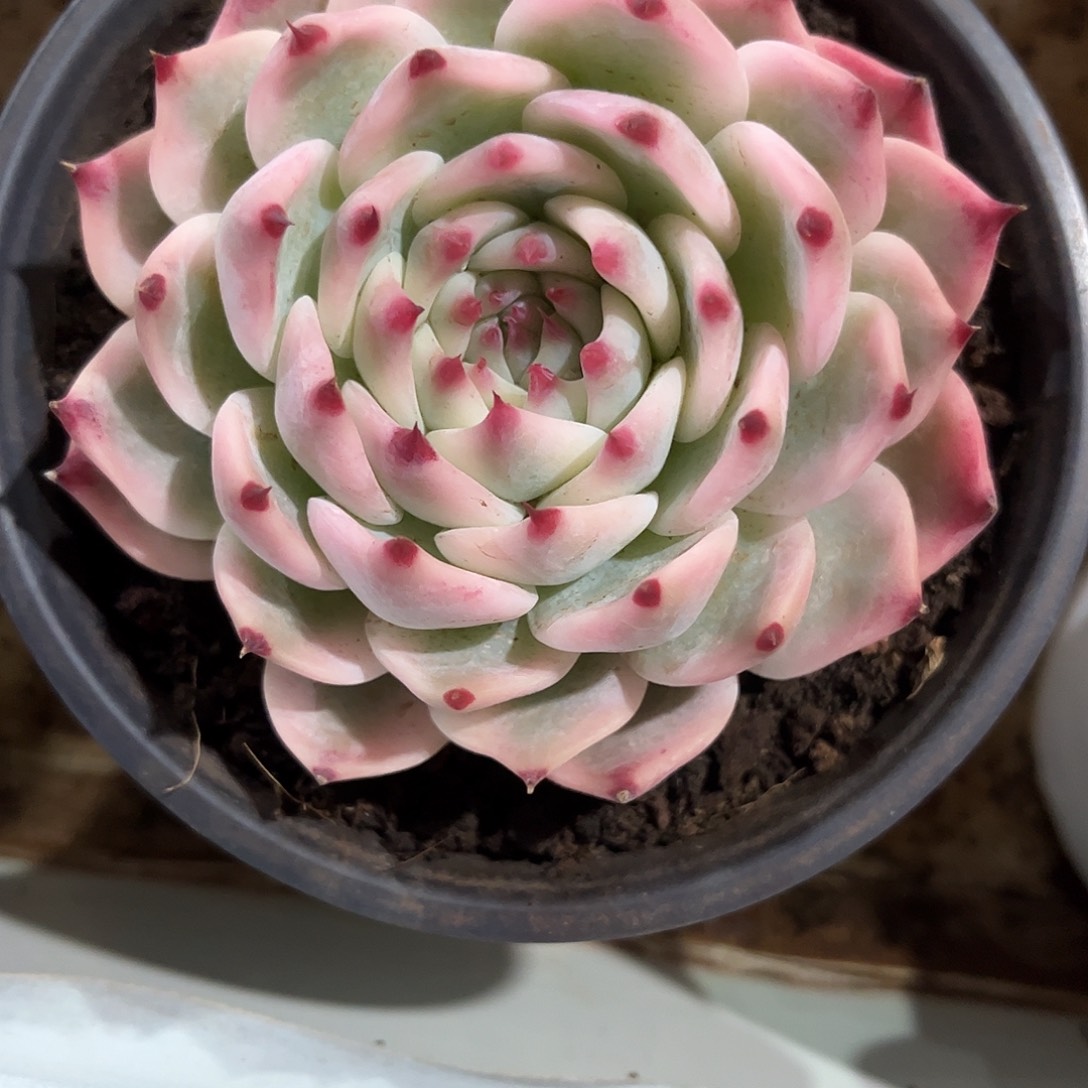 轩寄养链接的肉肉的肉肉