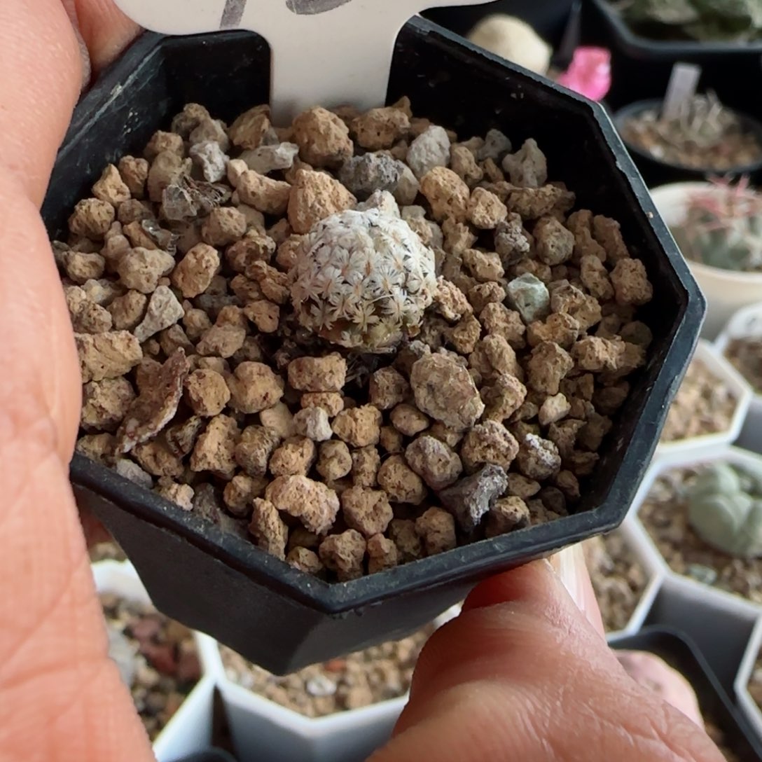 187实生羽毛丸。多肉