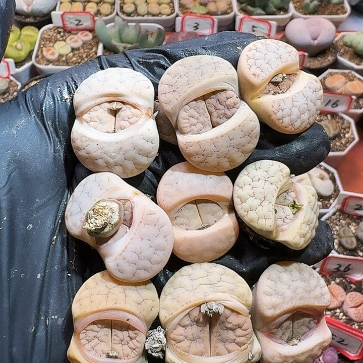 生石花232//：/。  72