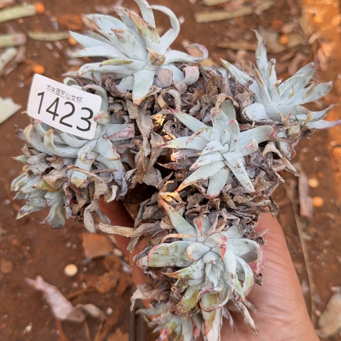 白衣圣徒仙女杯多肉福利