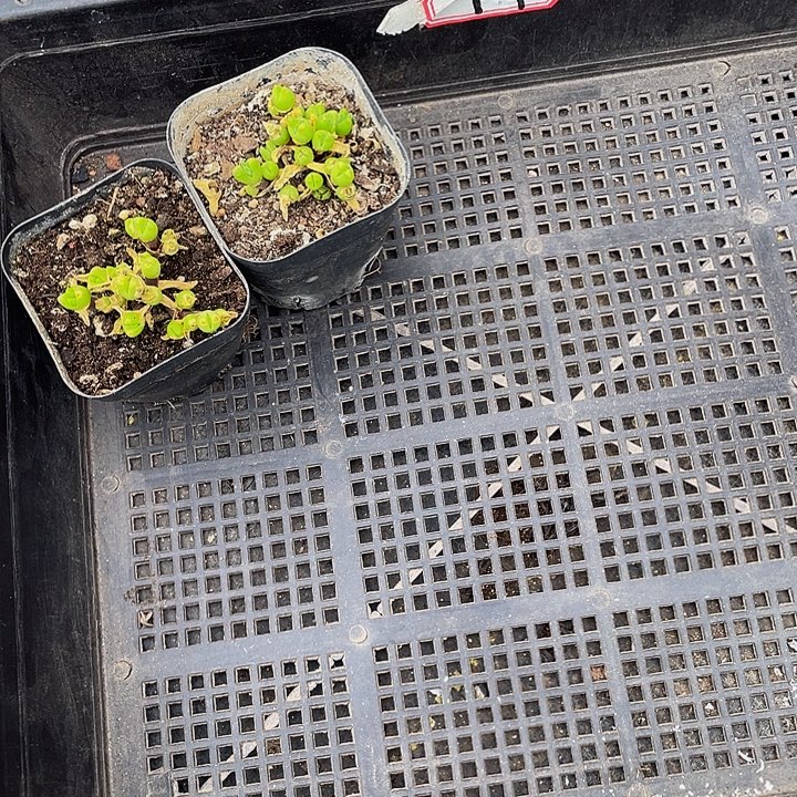 小***点49号筐带盆土发过