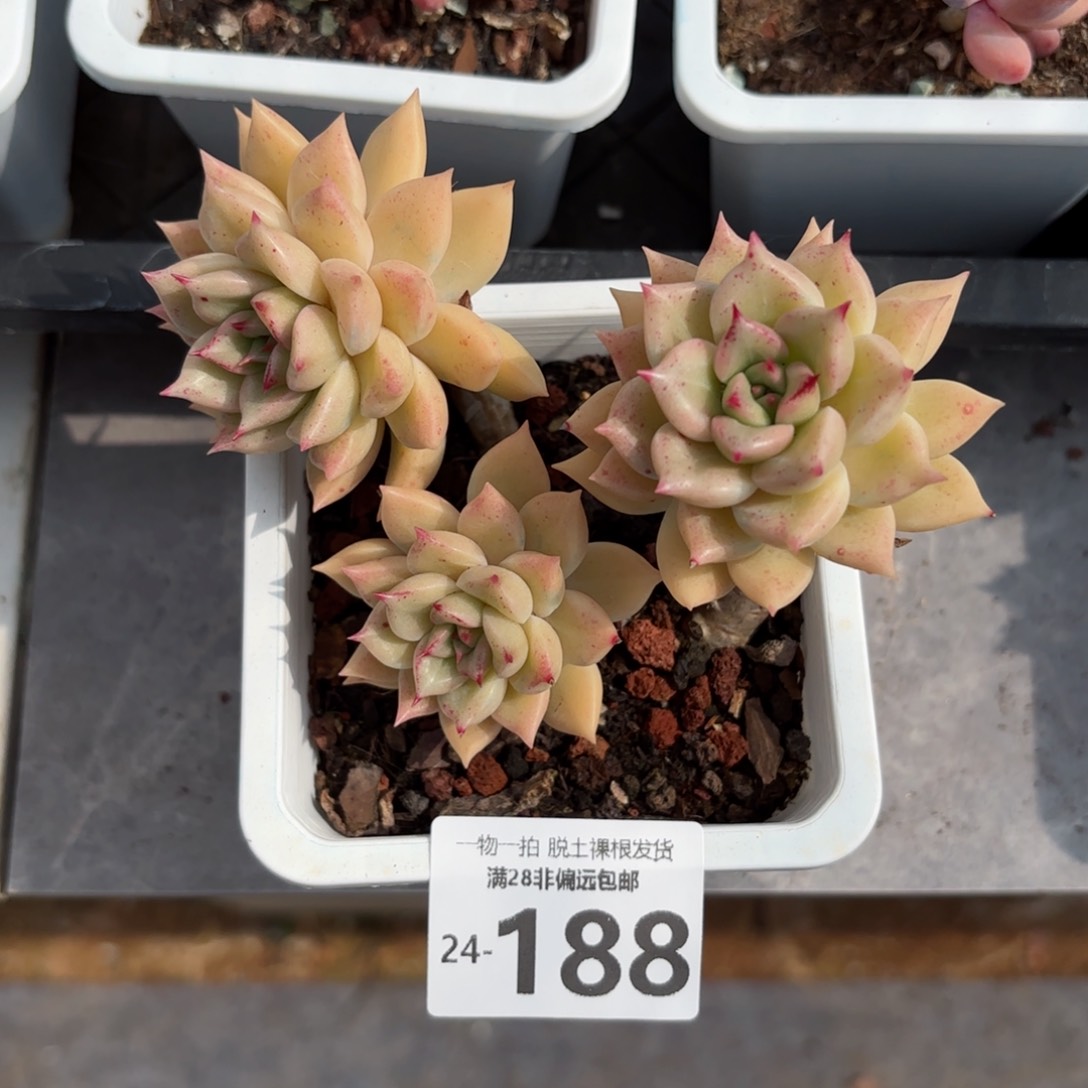 黄金璀璨老桩多肉多肉多肉