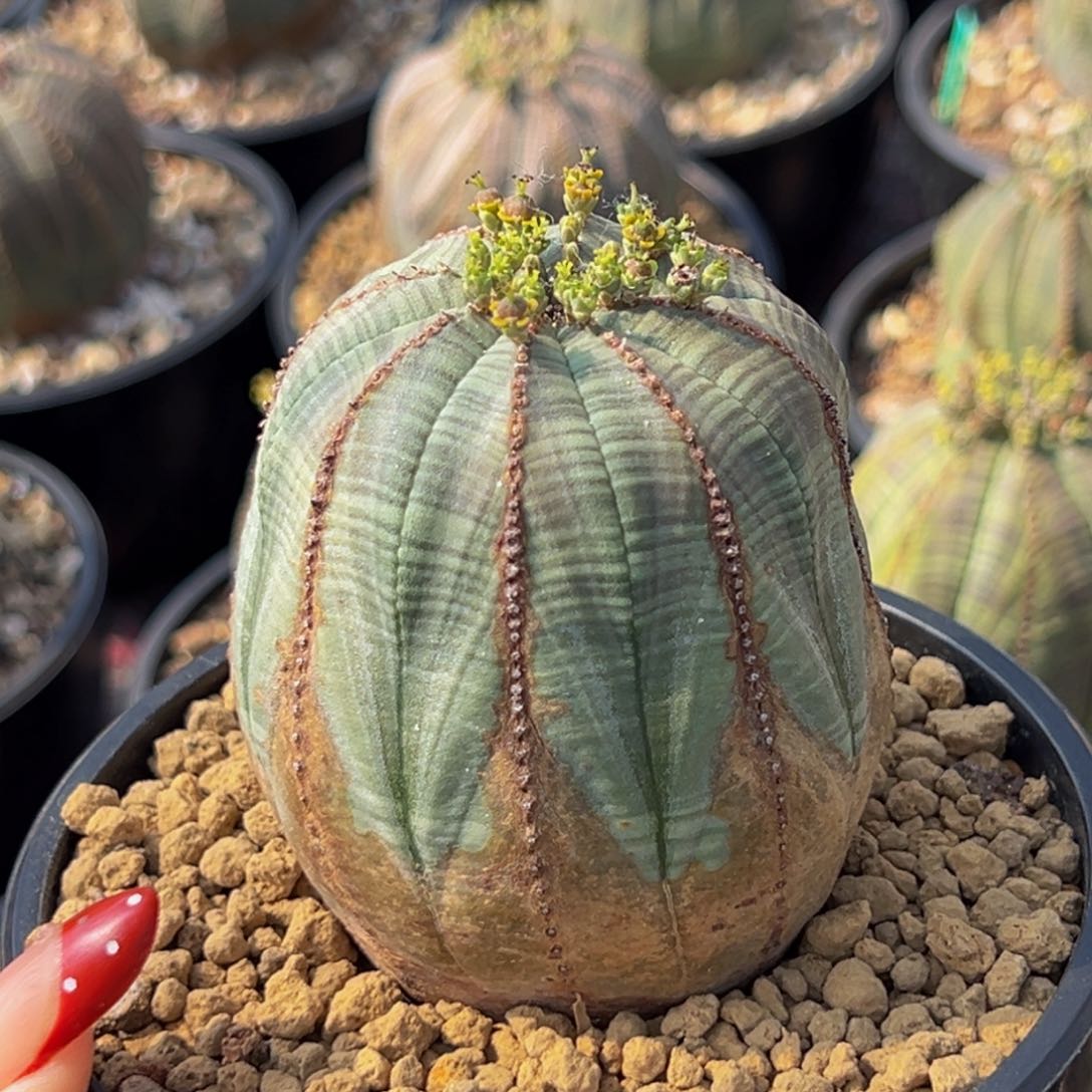 m蓝色欧系锈斑布纹球