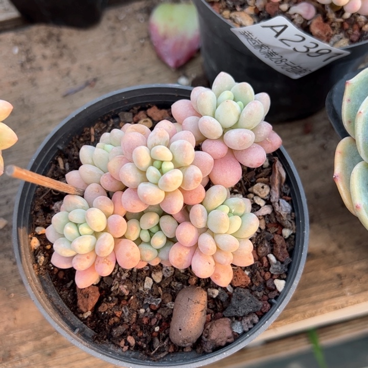 幸运的是我的朋友们