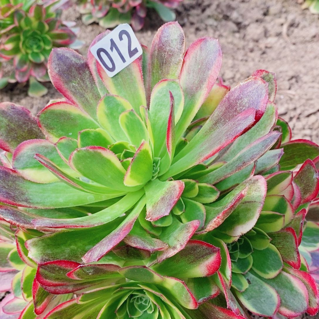 奶白锦开播福利12