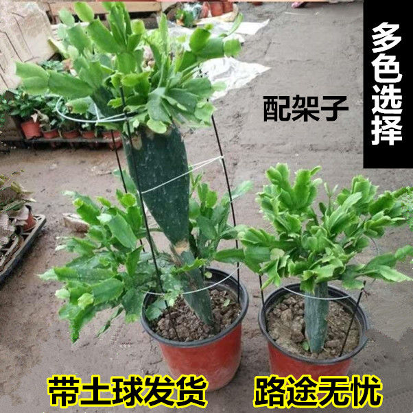 【仙人掌嫁接蟹爪兰盆栽】嫁接蟹爪兰盆栽双层嫁接好的蟹爪兰