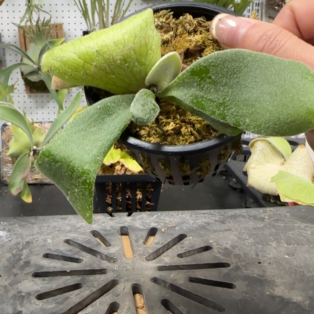 a9鹿角蕨孢子苗喔