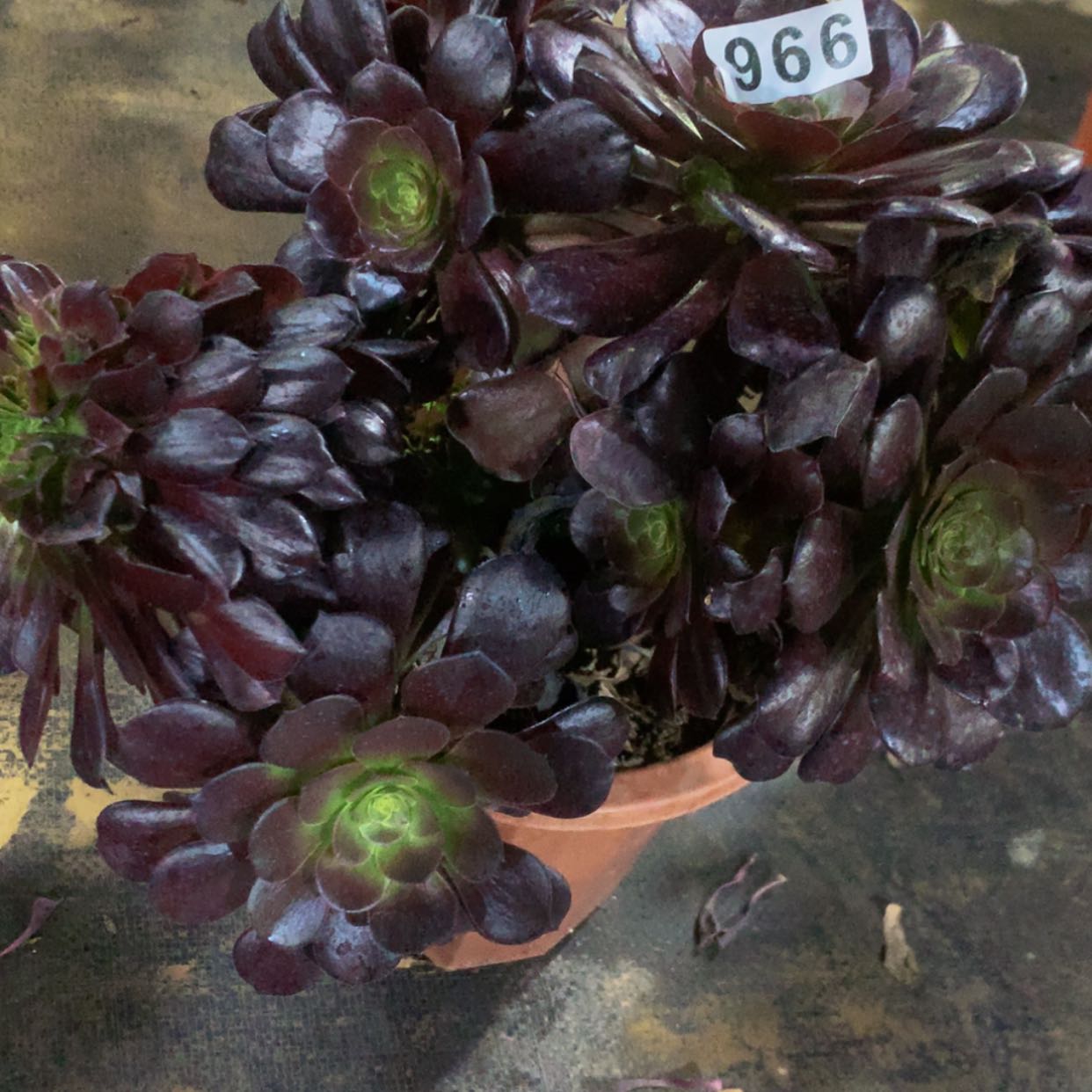 【闪购商品】966欧姿缀多肉