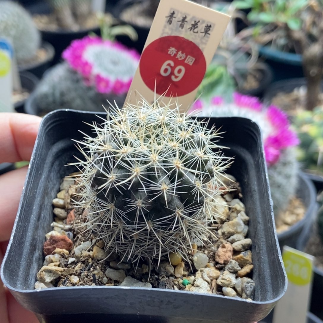 实生逆龙丸3.6cm一棵仙人球