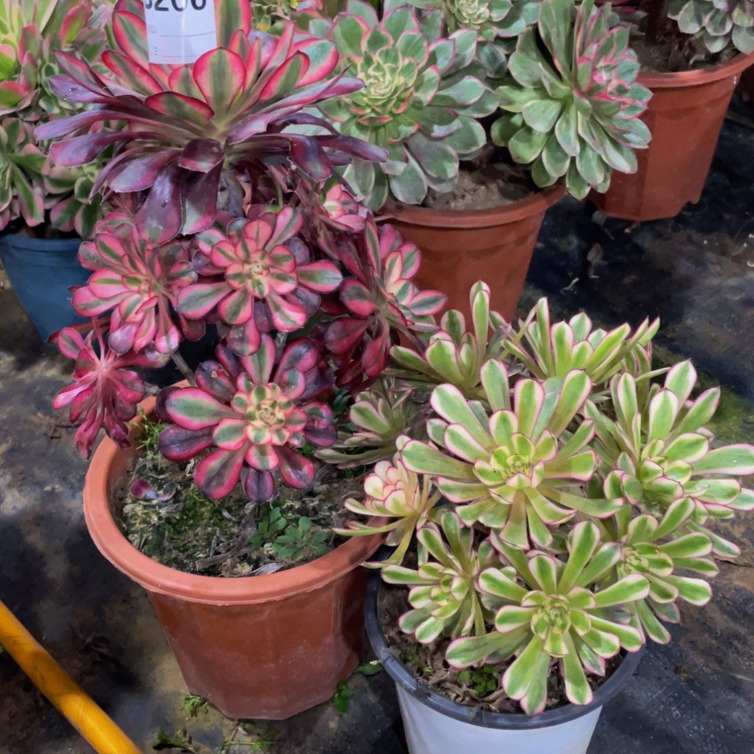 206两颗11111多肉