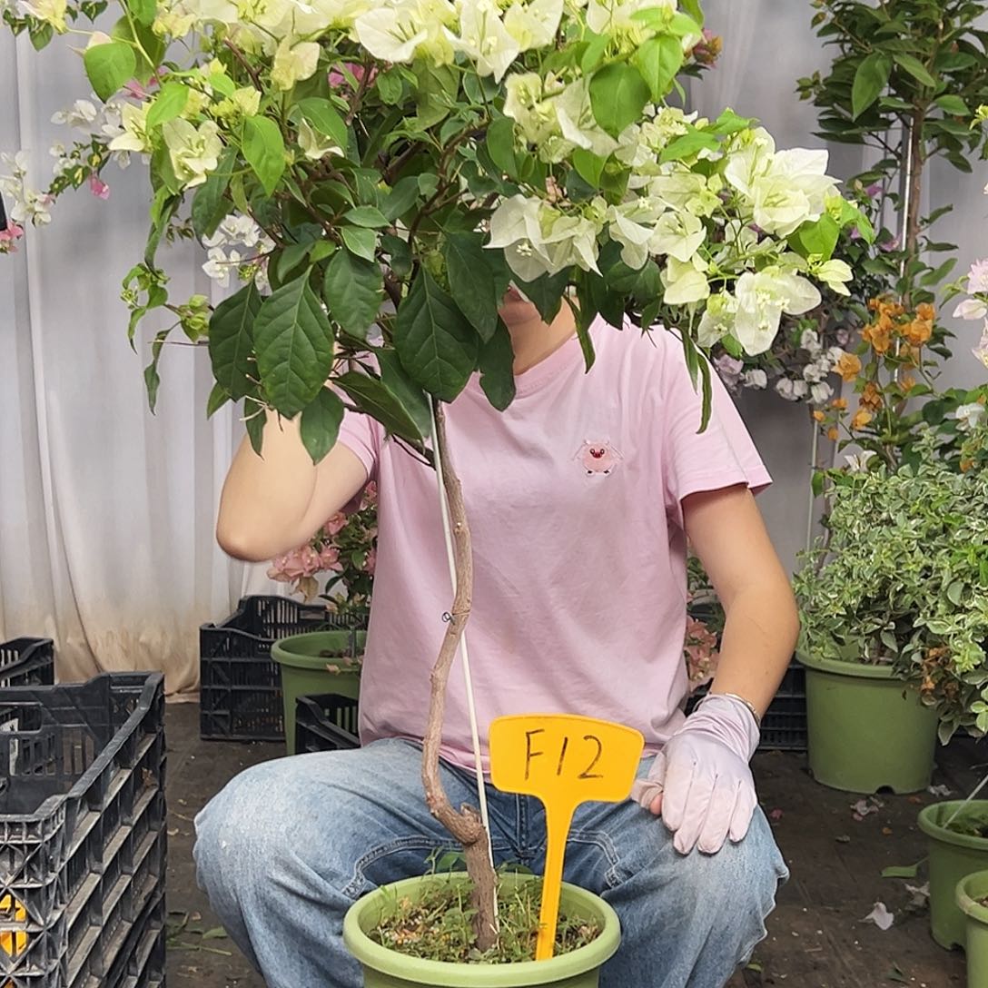 吕****当前无花栽培后可以开花F12广红樱