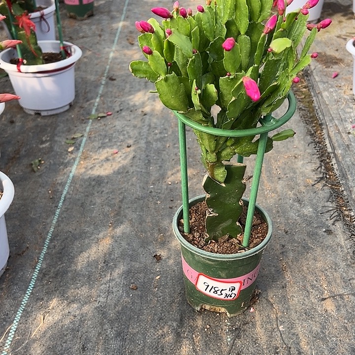 仙人指带花苞9185
