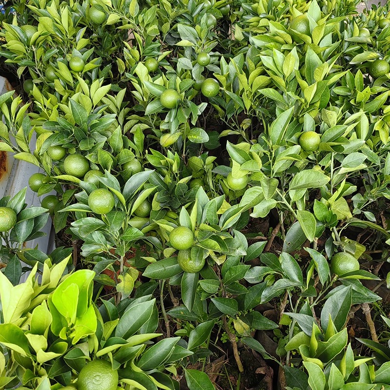 云南沃柑杯苗南北方种植少籽盆栽地栽嫁接苗阳台庭院种植