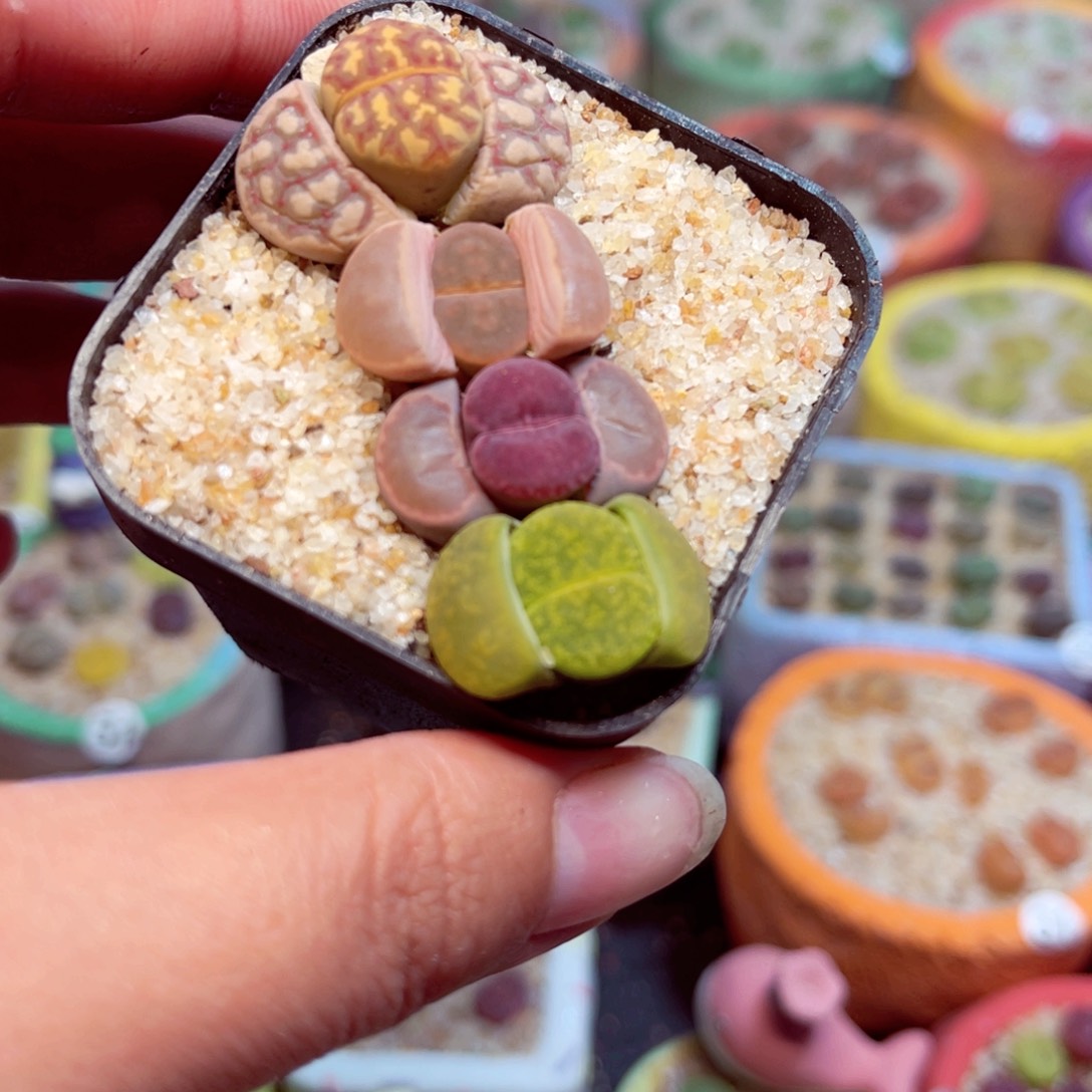 284.  6778776678888877777