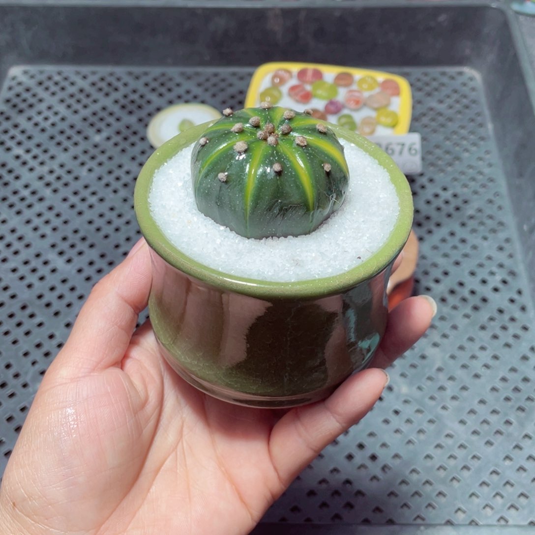 阿*w8679 带盆土发货-零下地区拍保温箱