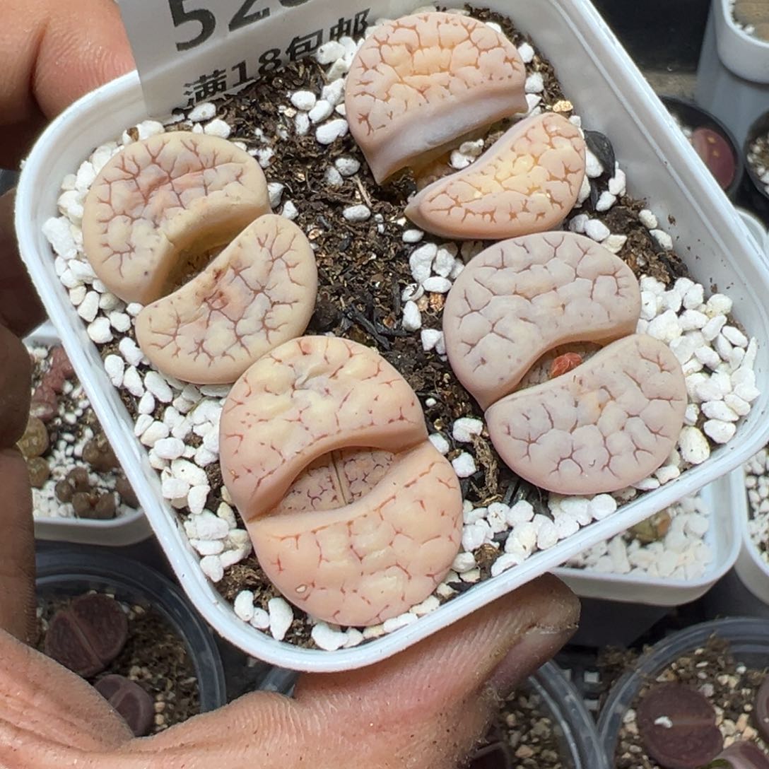 【闪购商品】 528。    