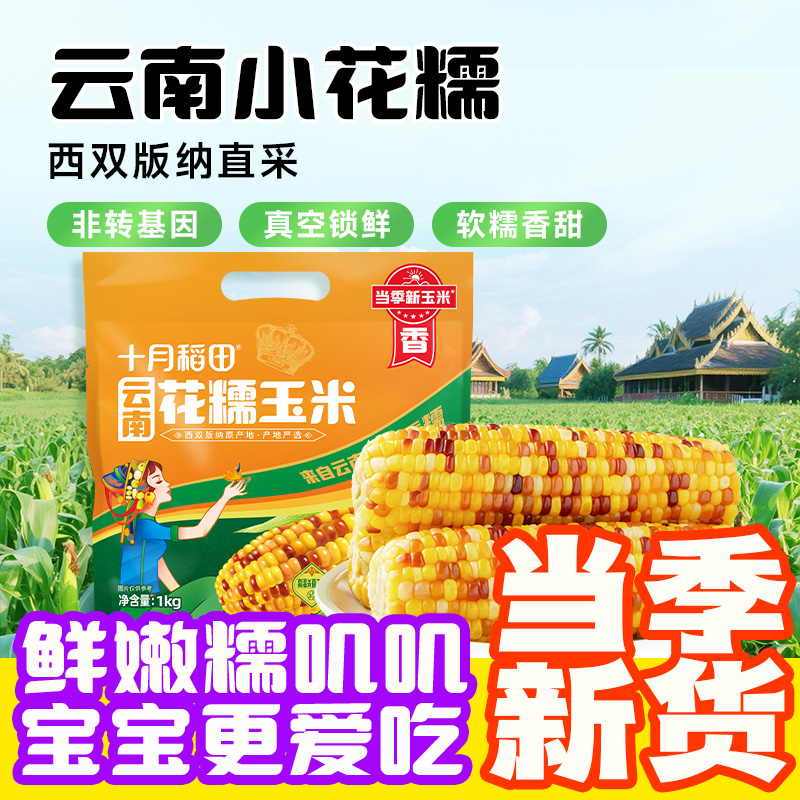 【西双版纳直采】十月稻田云南小花糯玉米1kg当季新玉米自然鲜嫩