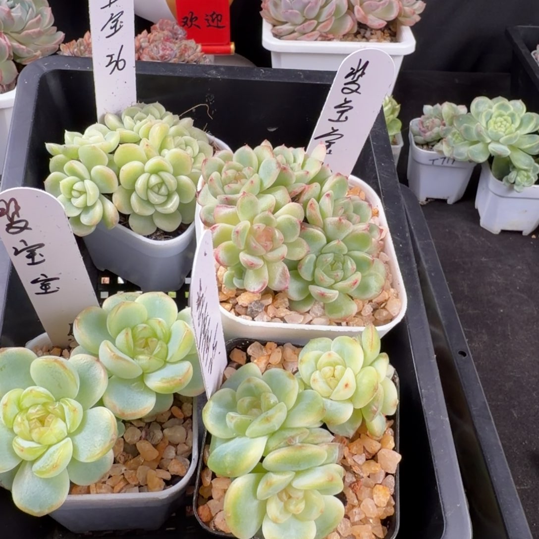 斐***宝菲宝宝四颗一组包邮