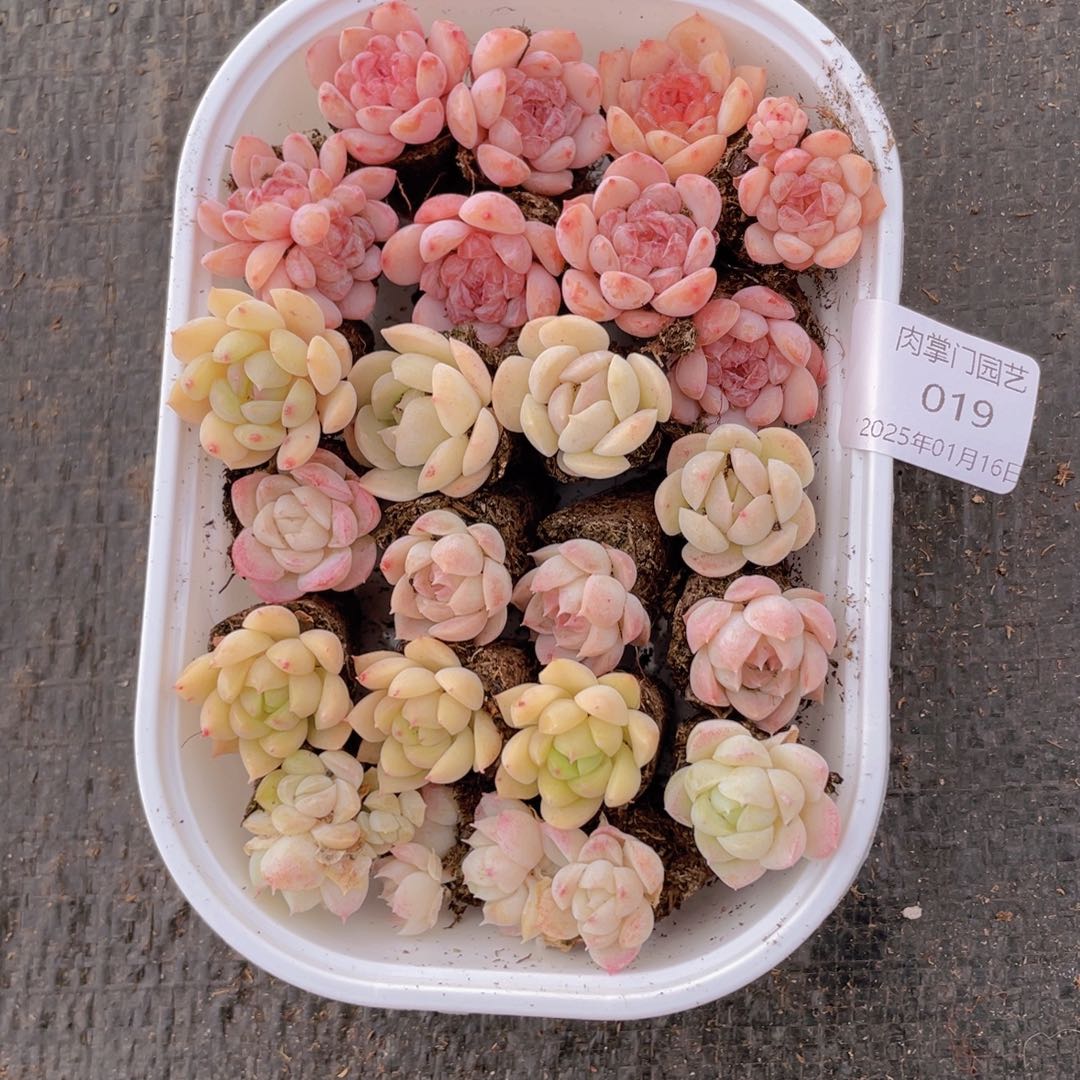 我们的生活方式是什么019