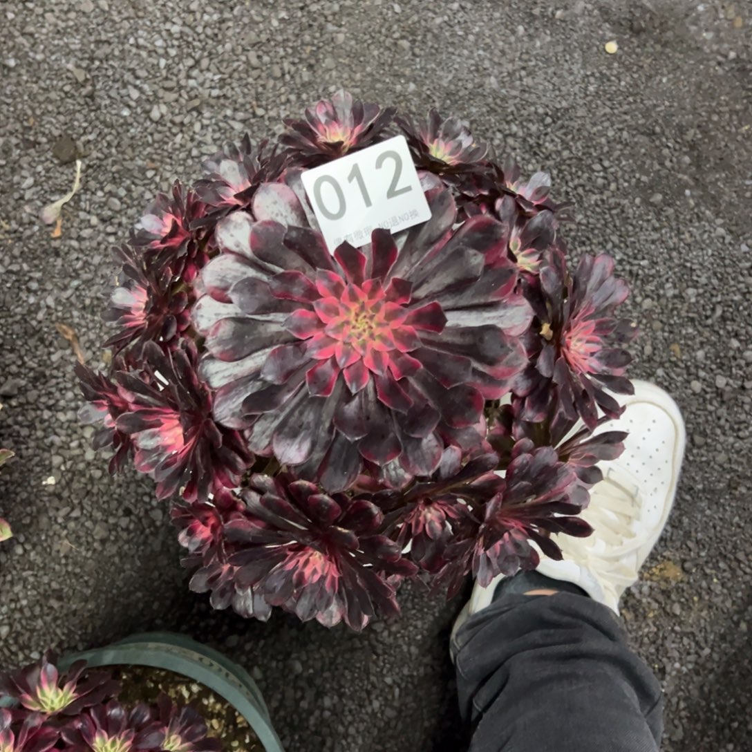 我是真的很喜欢这个