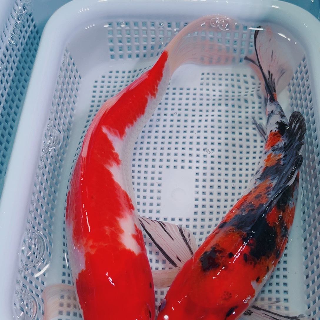 锦鲤锦鲤冷水鱼观赏128