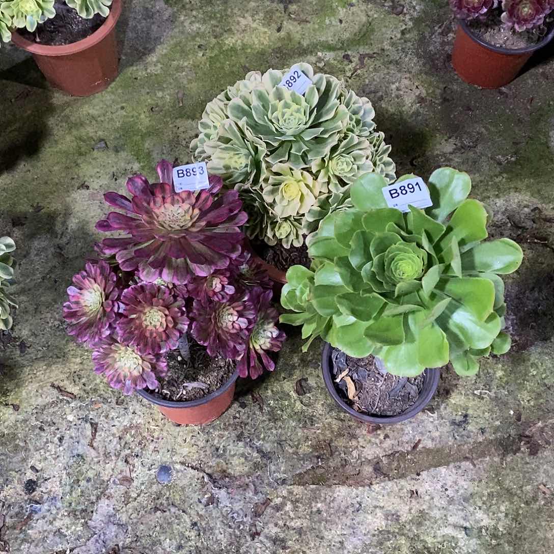 安**?三颗组合多肉891.892.893