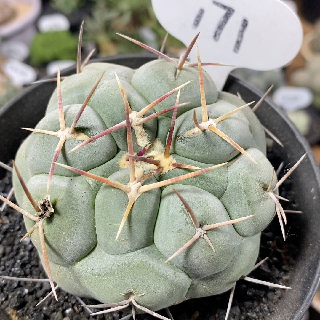 171号实生天晃丸7.5cm