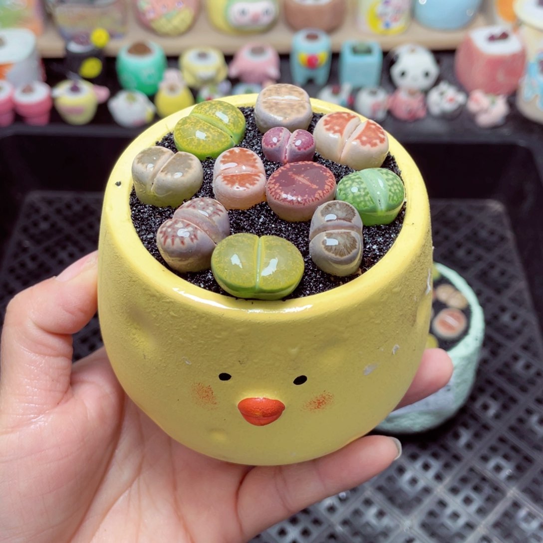 w3827 带盆土发货-零下地区拍保温箱