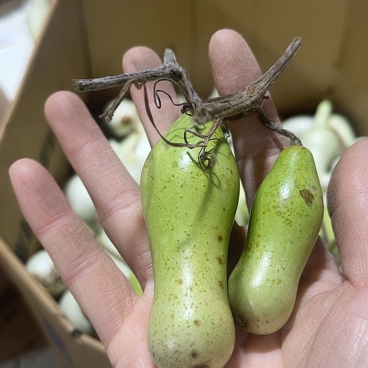 非洲紫檀（红花梨）海****9