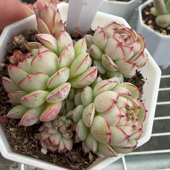 80小红船满18包邮多肉