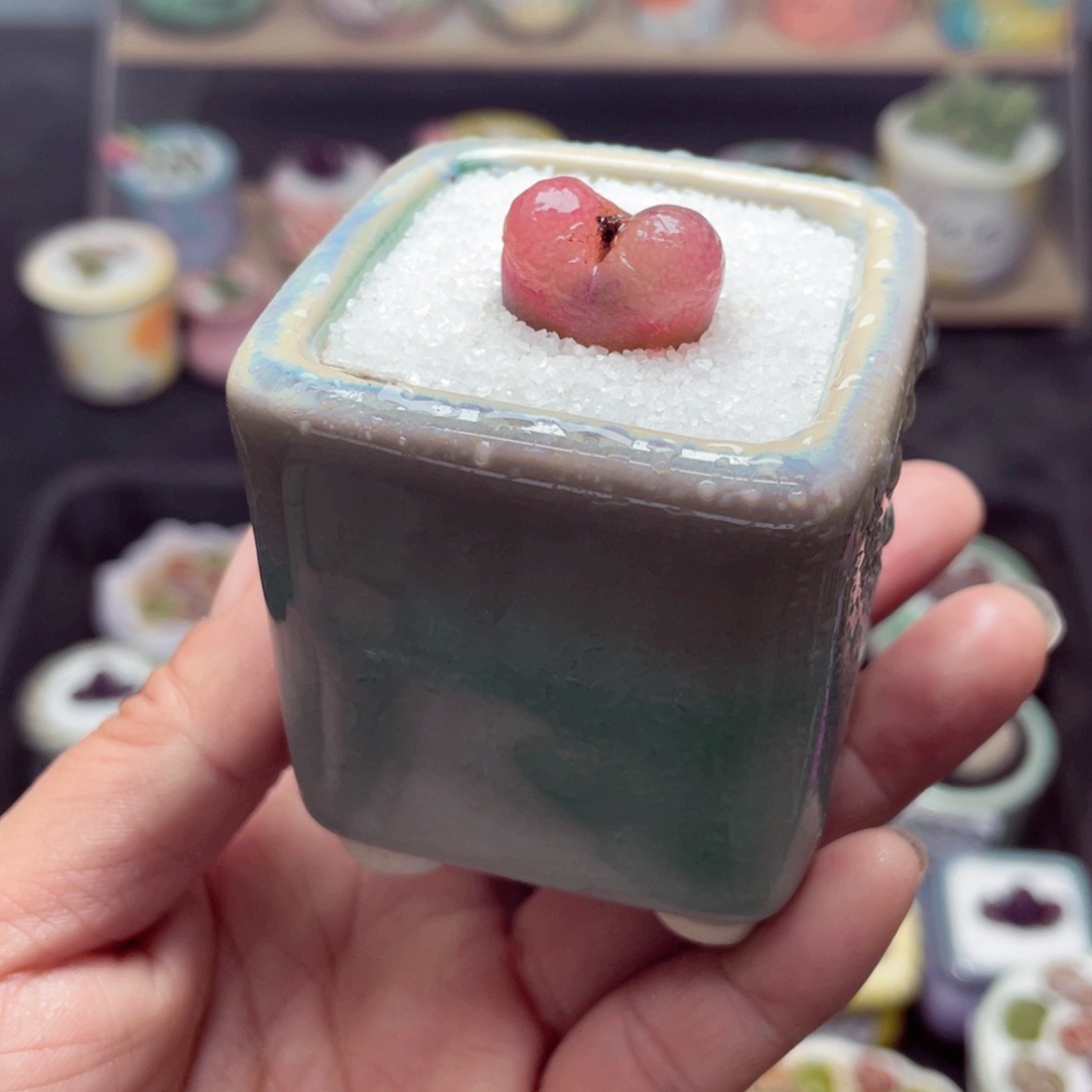 ℋ****w8692 带盆土发货-零下地区拍保温箱