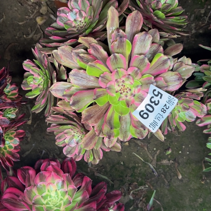 5309粉黛多肉植物