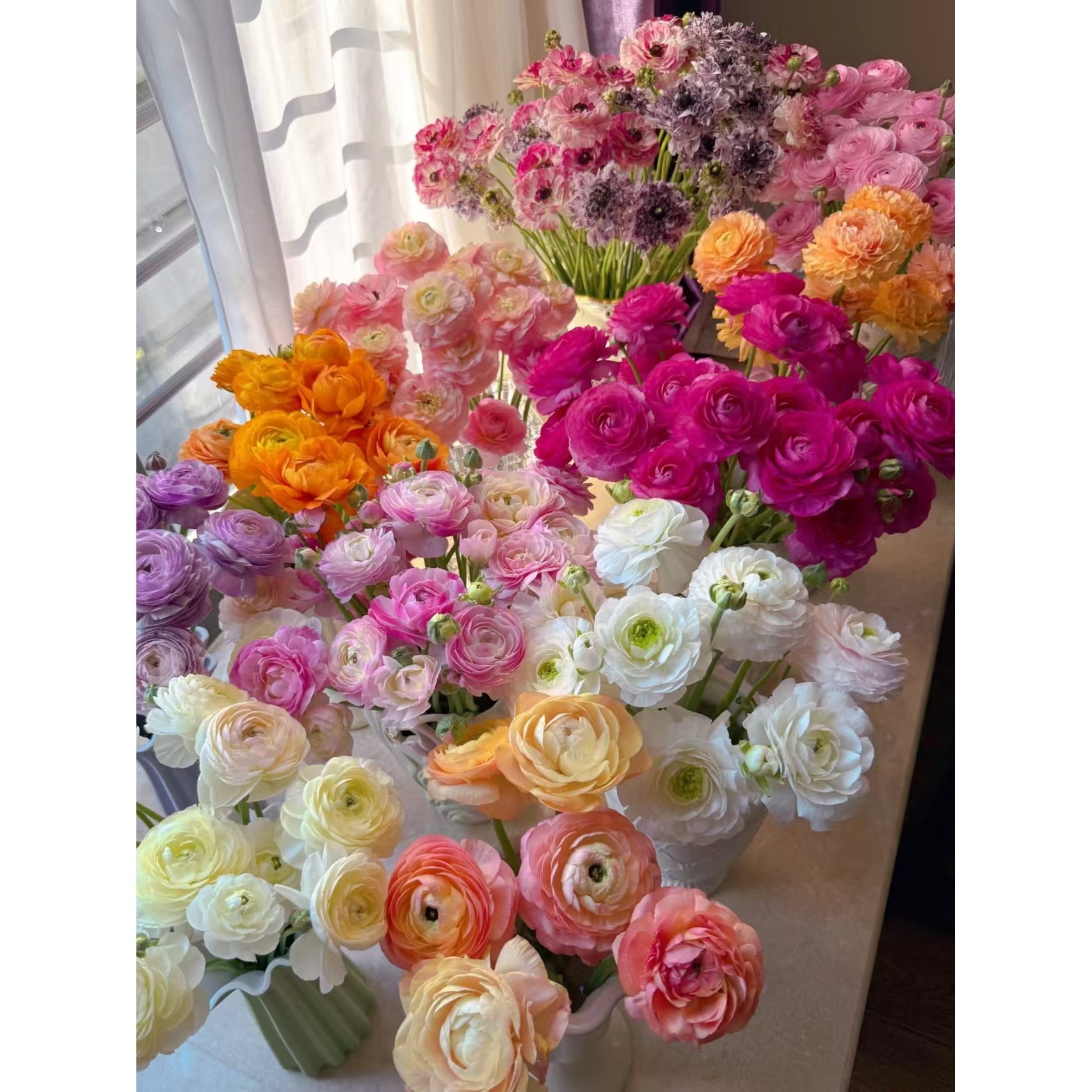 YZ【混色洋牡丹2扎20支】